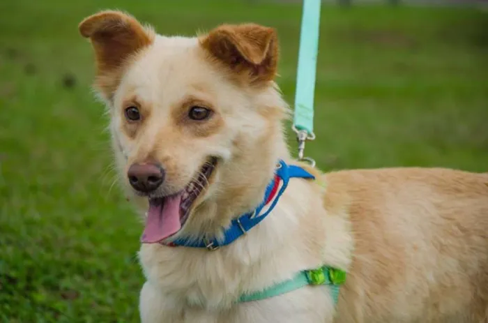 Cachorro ra a SRD idade 1 ano nome Angelina