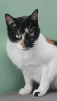 Gato raça SRD idade 2 anos nome Kitty
