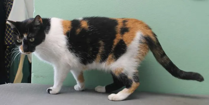 Gato raça SRD idade 2 anos nome Kitty