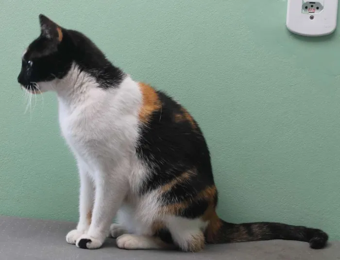 Gato raça SRD idade 2 anos nome Kitty