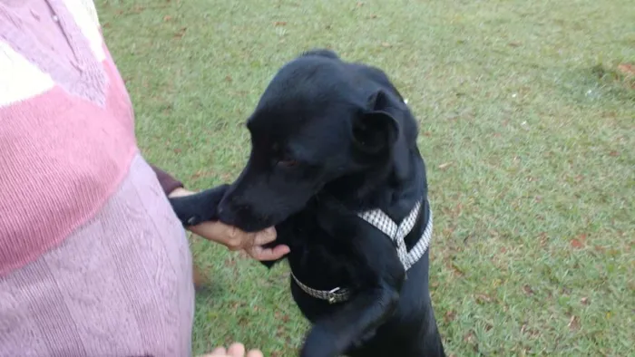 Cachorro ra a srd idade 1 ano nome Crystal