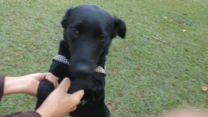 Cachorro ra a srd idade 1 ano nome Crystal