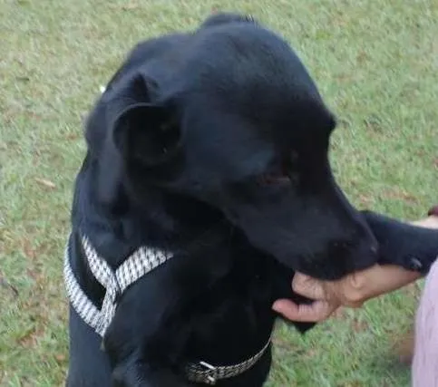 Cachorro ra a srd idade 1 ano nome Crystal