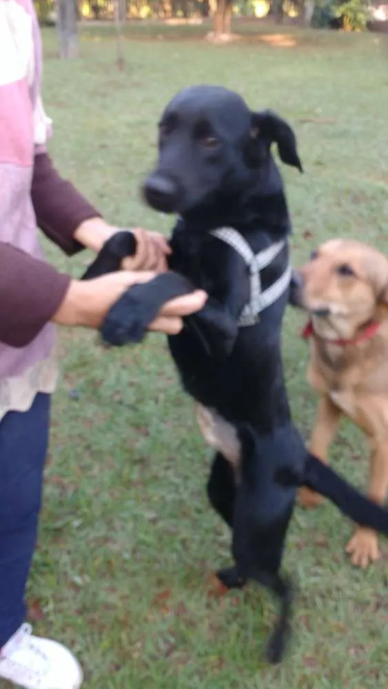 Cachorro ra a srd idade 1 ano nome Crystal