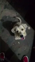 Cão