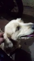 Cão