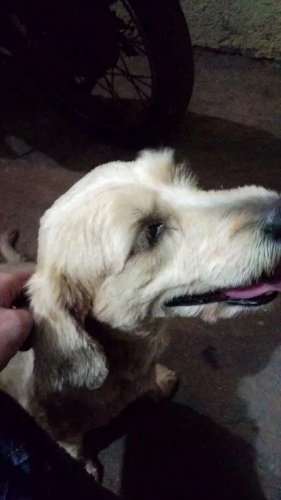 Cachorro ra a SRD idade 7 a 11 meses nome Cão