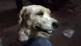 Cão