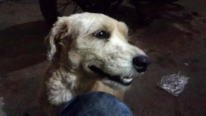 Cachorro ra a SRD idade 7 a 11 meses nome Cão