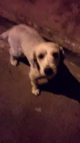Cão