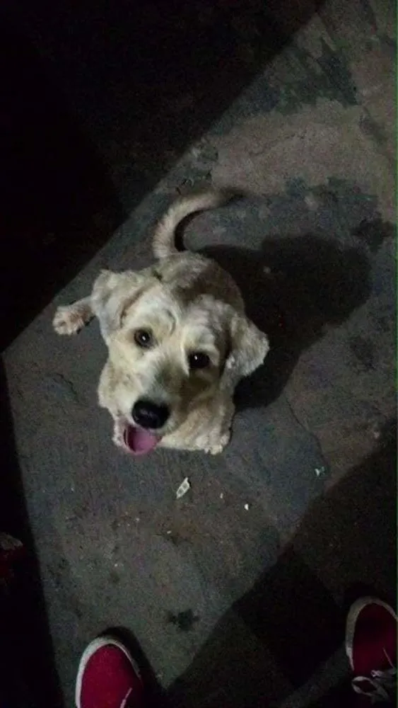 Cachorro ra a SRD idade 7 a 11 meses nome Cão