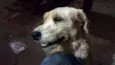 Cão