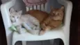 Teimosinha/Garfield 