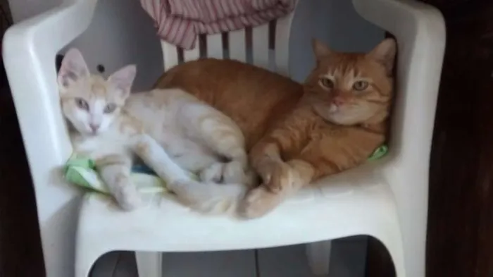 Gato ra a Indefinida  idade 1 ano nome Teimosinha/Garfield 