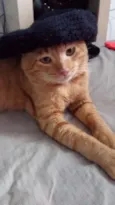 Teimosinha/Garfield 