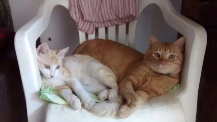 Gato ra a Indefinida  idade 1 ano nome Teimosinha/Garfield 
