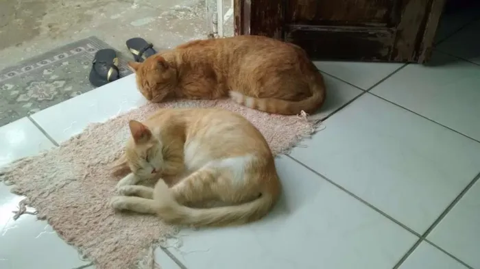 Gato ra a Indefinida  idade 1 ano nome Teimosinha/Garfield 