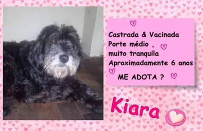 Cachorro ra a SRD idade 6 ou mais anos nome Kiara