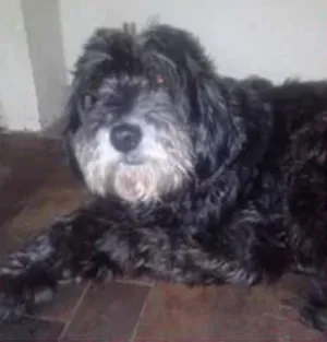 Cachorro raça SRD idade 6 ou mais anos nome Kiara