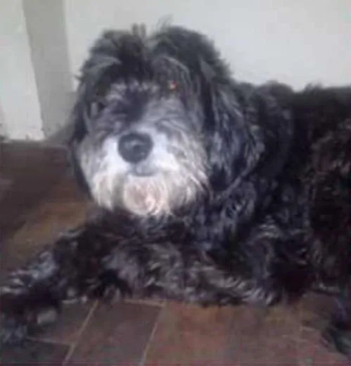 Cachorro ra a SRD idade 6 ou mais anos nome Kiara