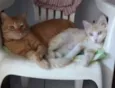 Teimosinha/Garfield 