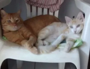 Gato raça Indefinida  idade 1 ano nome Teimosinha/Garfield 