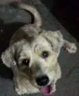 Cão