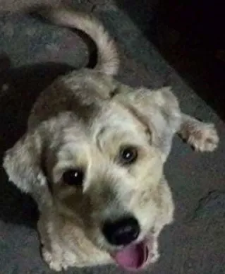 Cachorro ra a SRD idade 7 a 11 meses nome Cão