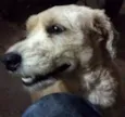 Cão