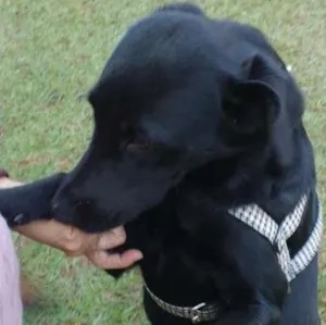 Cachorro raça srd idade 1 ano nome Crystal