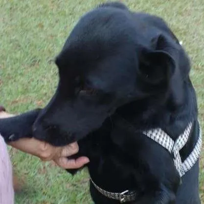 Cachorro ra a srd idade 1 ano nome Crystal