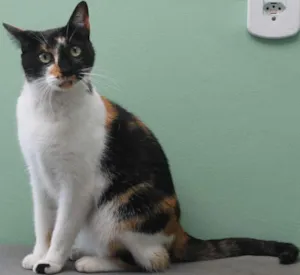 Gato raça SRD idade 2 anos nome Kitty