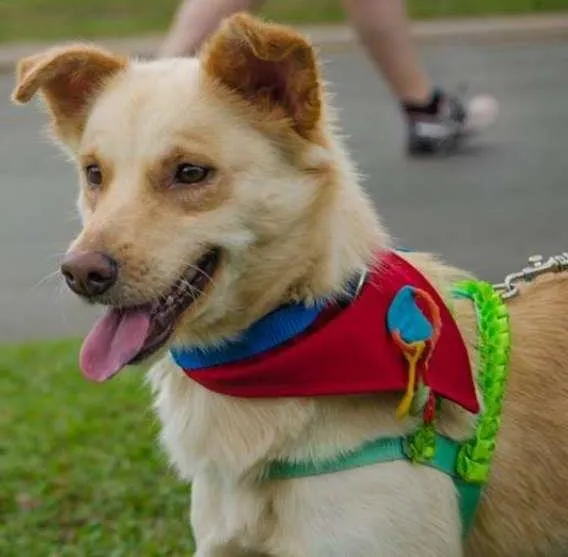 Cachorro ra a SRD idade 1 ano nome Angelina