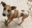 Chico