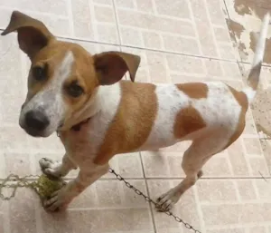 Cachorro raça  idade 2 a 6 meses nome Chico