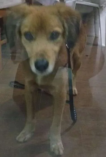 Cachorro ra a vira lata idade 1 ano nome não possui nome