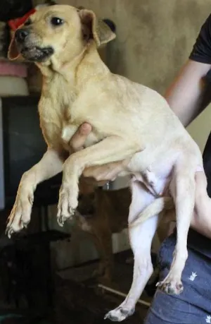 Cachorro raça SRD idade 3 anos nome July
