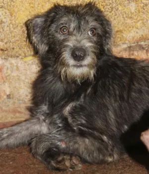Cachorro raça SRD idade 1 ano nome Flanela