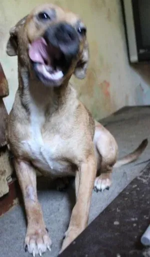 Cachorro raça SRD idade 1 ano nome Boo