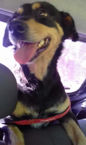 Cachorro raça SRD idade 2 anos nome Nina
