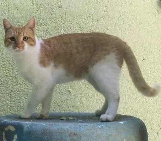 Gato ra a SRD idade 1 ano nome BOB
