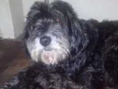 Cachorro ra a SRD idade 6 ou mais anos nome Kiara