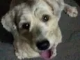 Cão