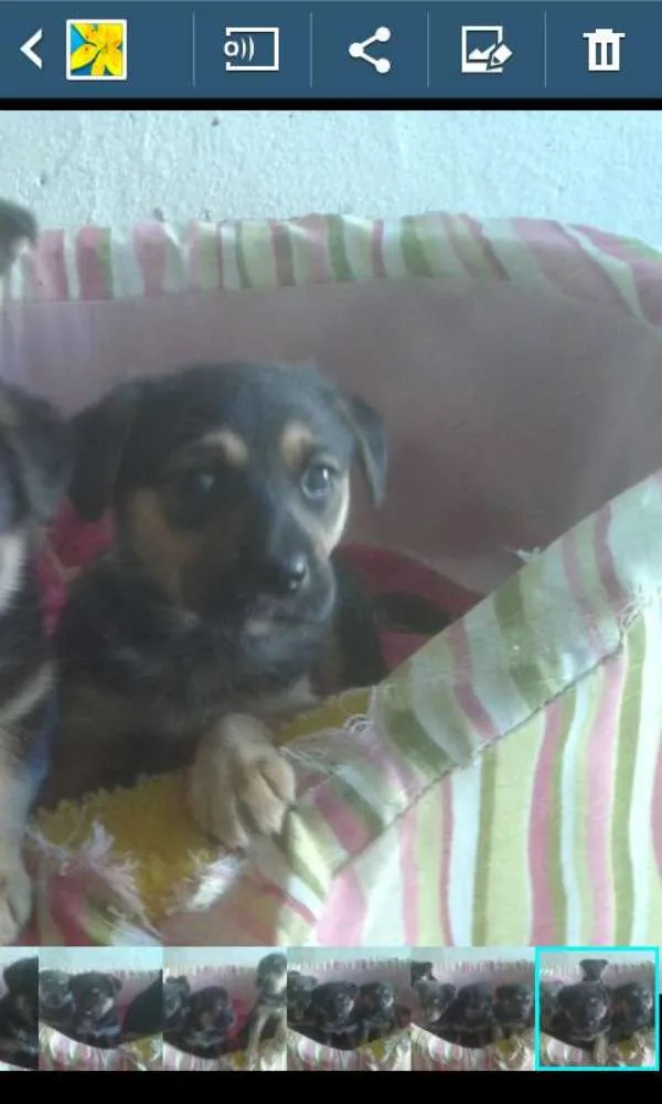 Cachorro ra a SRD idade Abaixo de 2 meses nome Mila