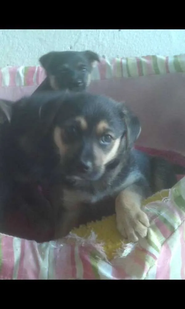Cachorro ra a SRD idade Abaixo de 2 meses nome Mila