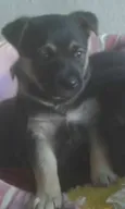 Bambina