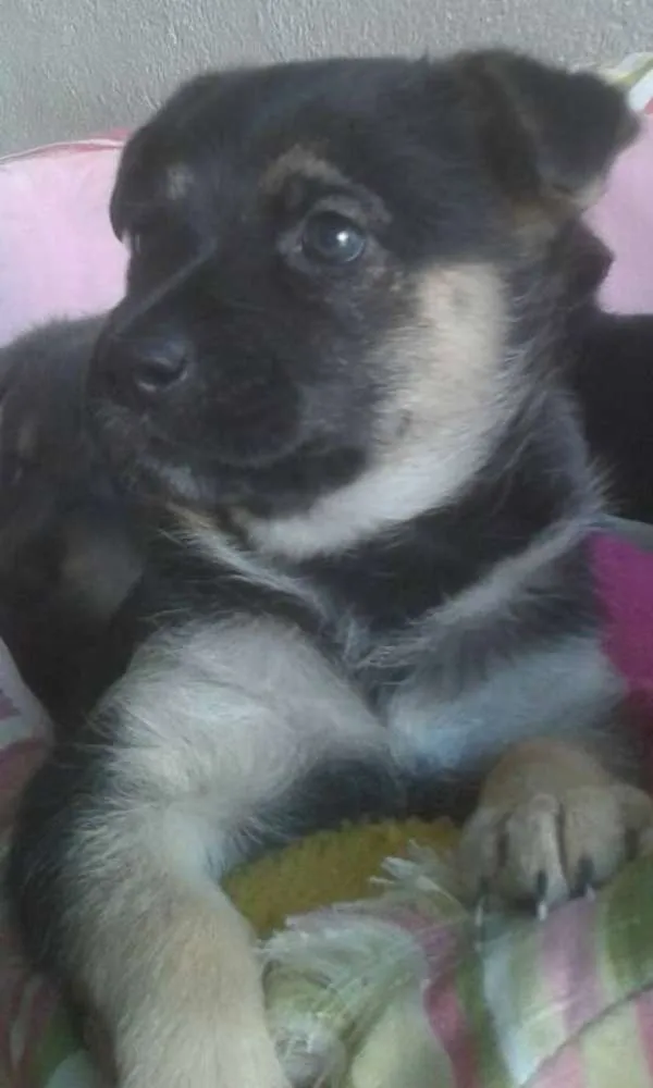 Cachorro ra a SRD idade Abaixo de 2 meses nome Bambina