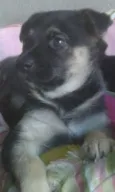 Bambina
