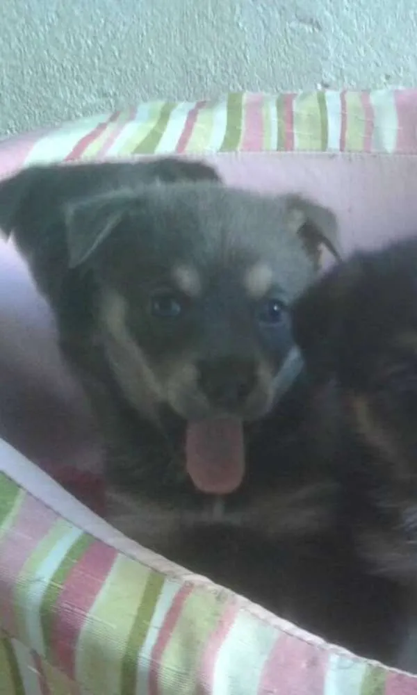 Cachorro ra a srd idade Abaixo de 2 meses nome Nick