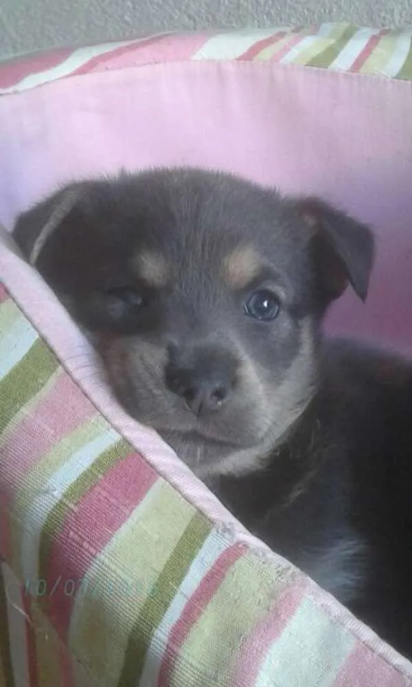 Cachorro ra a srd idade Abaixo de 2 meses nome Nick